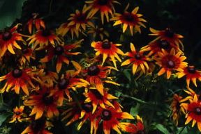 Rudbeckia. De Agostini Picture Library / G. Negri