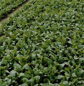 Rughetta (Eruca sativa).De Agostini Picture Library / 2 P