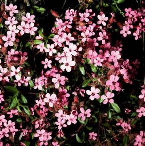Saponaria. Fiori di Saponaria ocymoides.De Agostini Picture Library / 2 P