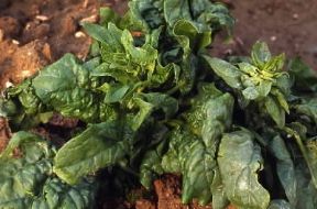 Spinacio . Esemplare di Spinacia oleracea. De Agostini Picture Library/G. Negri