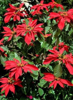 Stella di Natale (Euphorbia pulcherrima).De Agostini Picture Library/ 2 P