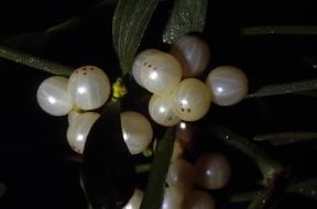 Vischio. De Agostini Picture Library/G. Negri