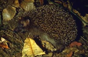 Erinaceidi. Esemplare di riccio (Erinaceus europaeus).De Agostini Picture Library/F. Bertola