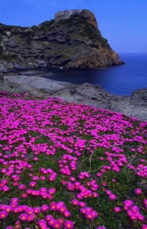 Fico degli Ottentotti. Mesembryanthemum acinaciforme in fiore.De Agostini Picture Library/M. Leigheb