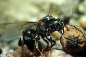 Formica mietitrice (Messor barbarus).De Agostini Picture Library