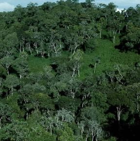Ruanda. Foresta tropicale.De Agostini Picture Library / N. Cirani