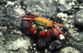 Granchio. Esemplare di Grapsu grapsu.De Agostini Picture Library / F. Galardi