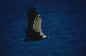 Ala. Nibbio bruno in volo.De Agostini Picture Library/P. Brichetti