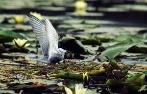 Mignattino. Esemplare di Chlidonias hybrida.De Agostini Picture Library