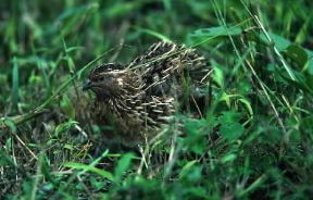 Quaglia. Esemplare di Coturnix coturnix.De Agostini Picture Library/C. Galasso