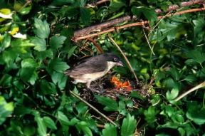 Bigia . Esemplare di Sylvia hortensis.De Agostini Picture Library