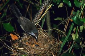 Occhiocotto . Esemplare di Sylvia melanocephala. De Agostini Picture Library