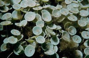 Acetabularia. Esemplari di Acetabularia mediterranea.De Agostini Picture Library/P. Donnini