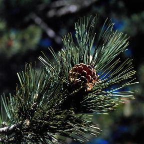 Aghifoglia. Ramoscello di pino laricio.De Agostini Picture Library/P. Jaccod