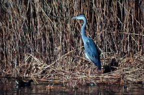 Airone cinerino (Ardea cinerea ).De Agostini Picture Library/G. Cappelli