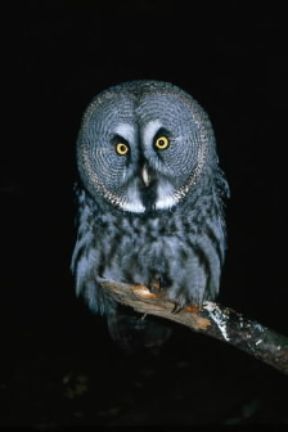 Allocco di Lapponia (Strix nebulosa ).De Agostini Picture Library/C. Galasso