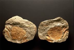 Crostacei. Fossile di granchio.De Agostini Picture Library / G. Cigolini