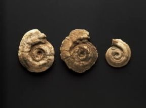 Eocene. Anellidi policheti serpula.De Agostini Picture Library/G. Cigolini