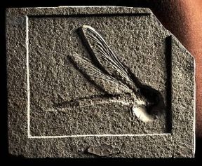 Fossile. Isophlebia aspasia del Giurassico.De Agostini Picture Library/G. Dagli Orti