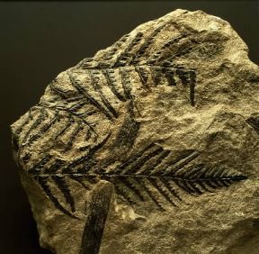 Pteridosperma (Pteridosperma pecopteris).De Agostini Picture Library/G. Cigolini