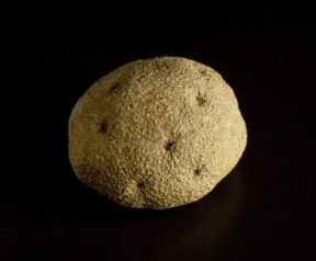 Trias. Esemplare di Actinofungia astraites del Triassico.De Agostini Picture Library/G. Cigolini