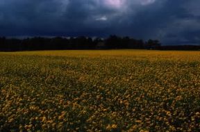 Colza. Veduta di una coltivazione.De Agostini Picture Library / T. Ledoux