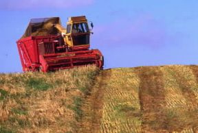 Danimarca . Lavori agricoli nella penisola dello JÃ¼tland.De Agostini Picture Library/B. Annebicque