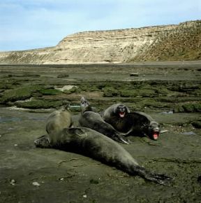 Elefante marino . Gruppo di Mirounga leonina.De Agostini Picture Library/P. Jaccod