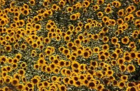 Girasole. Campo di girasoli.De Agostini Picture Library / A. Vergani