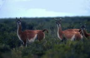 Guanaco. Esemplari di Lama guanicoe.De Agostini Picture Library / P. Jaccod