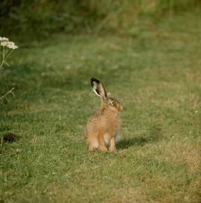 Lepre comune (Lepus europaeus).De Agostini Picture Library/P. Jaccod