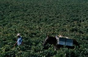 Andalusia. Campi coltivati nei pressi di Jerez de la Frontera.De Agostini Picture Library/C. Sappa