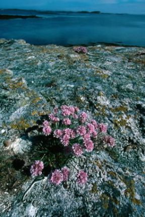Armeria. Una pianta fiorita di Armeria maritima.De Agostini Picture Library/G. Roli