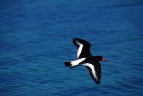 Beccaccia di mare . Esemplare di Haematopus ostralegus.De Agostini Picture Library/G. Roli