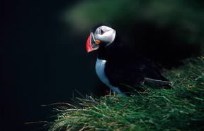 Becco di pulcinella di mare.De Agostini Picture Library/G. Roli