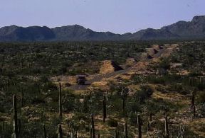 Deserto . Cactus nel deserto di Sonora (Messico).De Agostini Picture Library/G. SioÃ«n