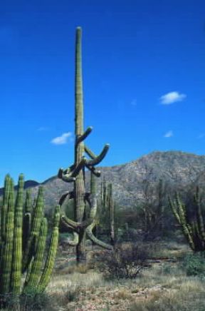 Deserto . Una cactacea tipica delle zone desertiche americane.De Agostini Picture Library/G. SioÃ«n