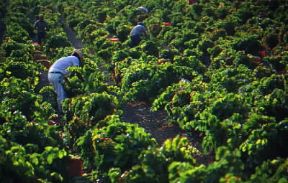 Jerez de la Frontera . Un momento della vendemmia.De Agostini Picture Library/C. Sappa