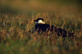 Labbo (Stercorarius parasiticus).De Agostini Picture Library