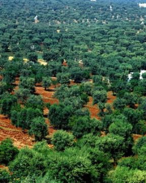 Oleario . Uliveto nei pressi di Monopoli.De Agostini Picture Library/G. Barone