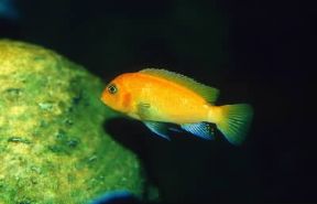 Ciclidi. Esemplare di Pseudotropheus zebra.De Agostini Picture Library/A. Calegari