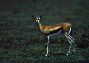 Gazzella di Thomson (Gazella thomsoni).De Agostini Picture Library/P. Jaccod