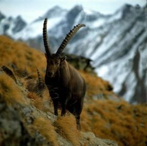 Parco Nazionale . Esemplare di stambecco nel Parco Nazionale del Gran Paradiso, in Italia.De Agostini Picture Library/P. Jaccod