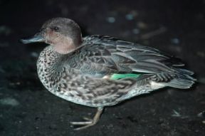 Alzavola. Esemplare di alzavola, in cui Ã¨ ben visibile lo specchio verde metallico sulle ali.De Agostini Picture Library/A. Calegari