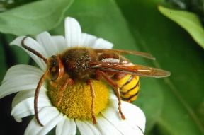 Calabrone (Vespa crabro).De Agostini Picture Library