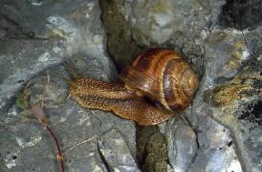 Chiocciola. Helix pomatia.De Agostini Picture Library/M. Giovanoli
