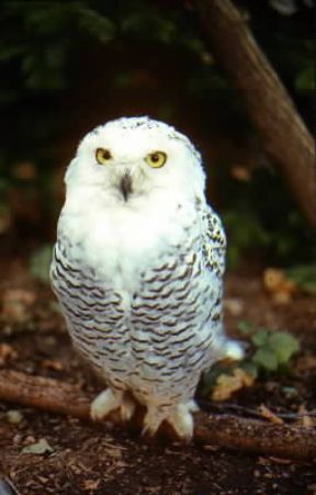 Civetta. Esemplare di Nyctea Scandiaca.De Agostini Picture Library/L. Andena