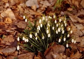 Galanthus. Fiori del Galanthus nivalis.De Agostini Picture Library/M. Pizzirani