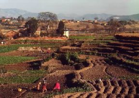 Nepal. Coltivazioni nei pressi di Patan.De Agostini Picture Library / G. SioÃ«n