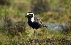 Piviere dorato (Charadrius apricarius).De Agostini Picture Library/G. Cappelli